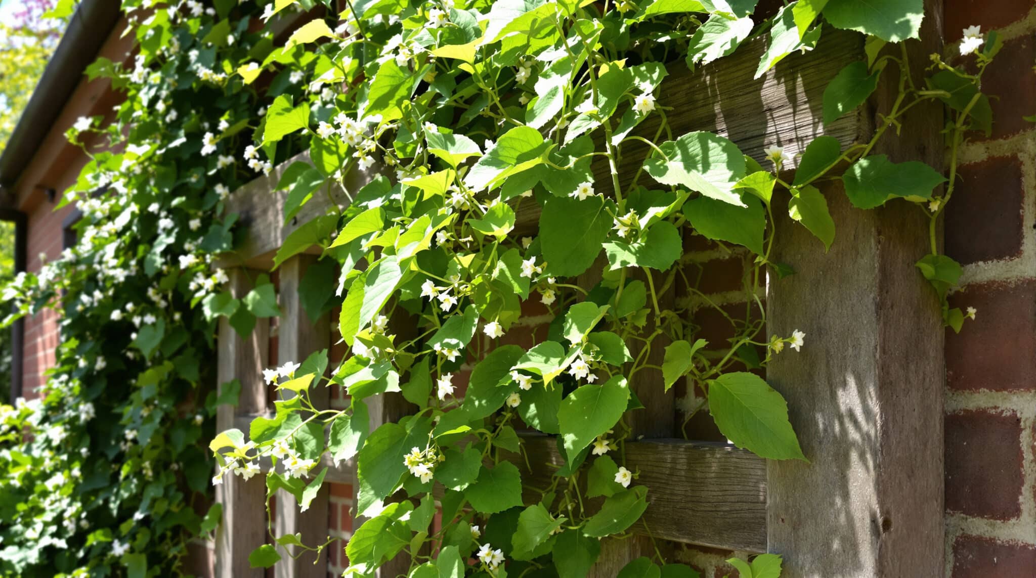 découvrez notre guide pratique pour créer un treillis en bois solide et esthétique, idéal pour soutenir vos plantes et embellir votre jardin.